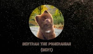 Bertram The Pomeranian (BERT) Token Price Prediction